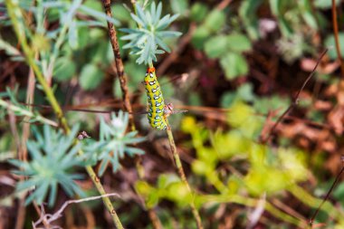 Sarı benekli bahçe tırtılı, beyaz bir Terry Primrose çiçeğinin sapında sürünüyor.