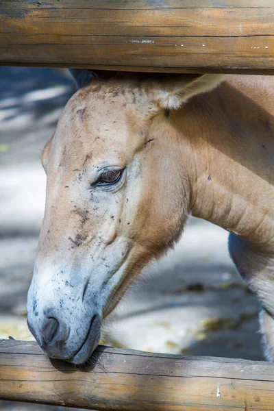 Ein Junges Pferd Przewalski Hellbraun Zwischen Den Stöcken Zaun Ist — Stockfoto