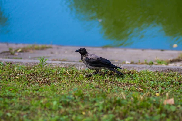 Corvo Preto Senta Lago Zoológico Verão Por Dia — Fotografia de Stock