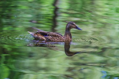 Yazın kazlar yakında ve suda yüzer ve gündüzleri doğada dinlenir.