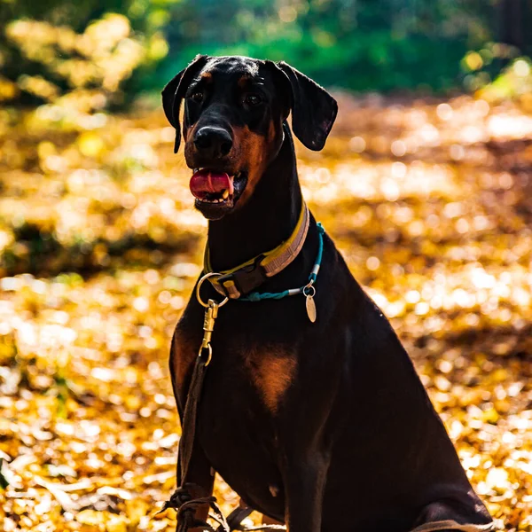 Great Black Dog Doberman Sit Ground Autumn Background Yellow Leaves — Stock Photo, Image