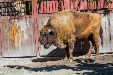 Yazın hayvanat bahçesindeki büyük yetişkin bizon gün içinde ahşap bir çitin arkasında.