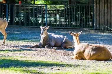 Yetişkin antiloplar yazın güneşli bir günde hayvanat bahçesinde yatar.