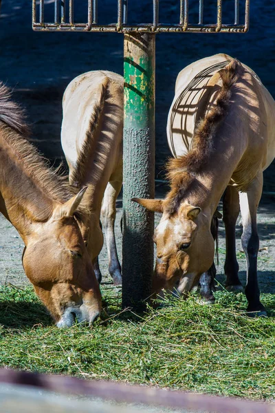 Braune Erwachsene Pferde Von Przhevalsky Essen Tagsüber Hafer Und Anderes — Stockfoto