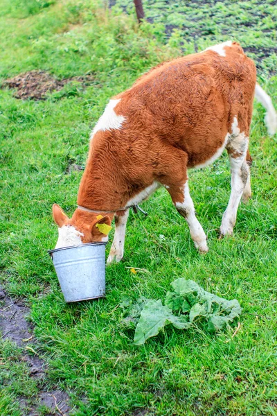 Una Vaca Joven Metió Cabeza Cubo Metal Para Comer Pueblo —  Fotos de Stock