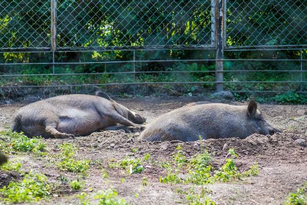 夏の動物園で昼までに大人のライブボアーズが眠っています — ストック写真