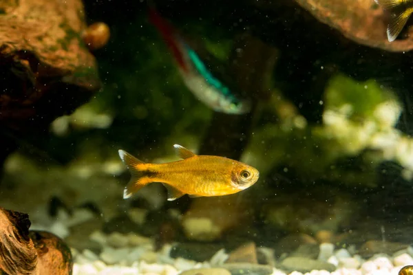 Poisson Tétra Cuivré Nage Dans Aquarium Sur Fond Bois Flotté — Photo