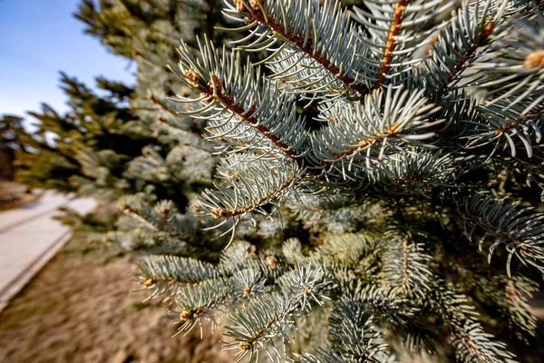 Filialer Blå Gran Närbild Bakgrunden Andra Barrträd Parken Sommaren Solig — Stockfoto