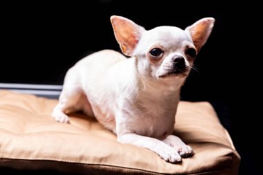 Bej bir yastığın üzerinde yatan Chihuahua kremalı köpeği siyah arka plana karşı ihtiyatlı görünüyor. Yatay yönelim.