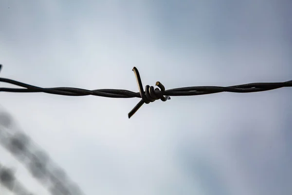 Thorn on barbed wire against the blue sky. Close-up. Horizontal orientation. — Stock Photo, Image