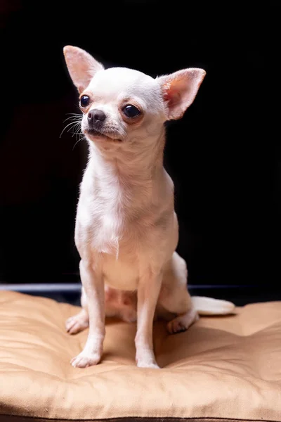 Chihuahua perro crema de pelo liso se sienta en una almohada beige y mira hacia otro lado sobre un fondo negro. Orientación vertical . — Foto de Stock