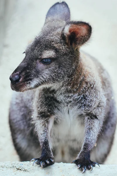 Een kleine baby-kangoeroe — Stockfoto