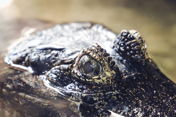 Krokodil Szemmel Víz Alatt — Stock Fotó