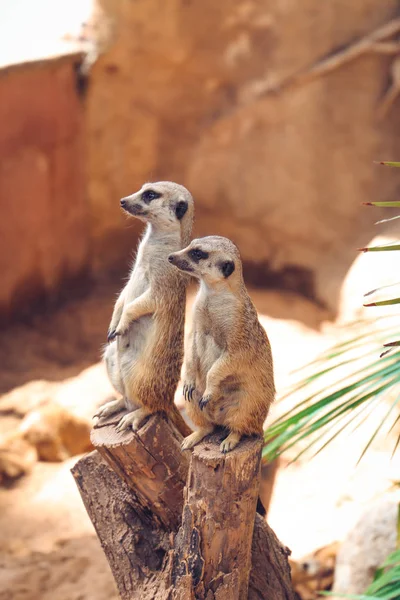 Erdmännchen Kleines Flauschiges Tier — Stockfoto