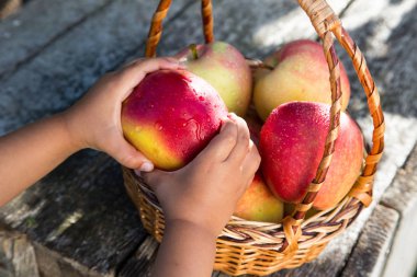 Olgun elma sepeti rustik masada. Kırmızı sonbahar elma
