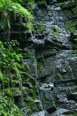 Kayalık dağ arka plan yeşil bitkiler ile.