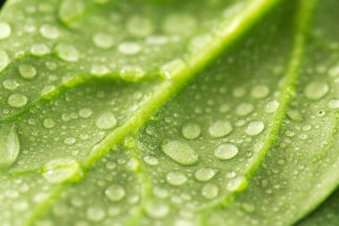 yaprak ıspanak portre üzerinde su damlaları