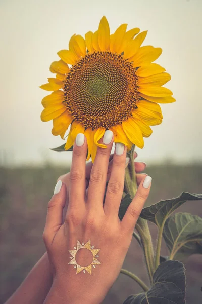 Красива соняшникова і жіноча рука на заході сонця. тонування фото — стокове фото
