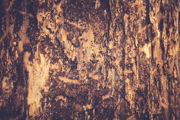 Tree bark texture. Wooden texture. Toning photo — Stock Photo, Image