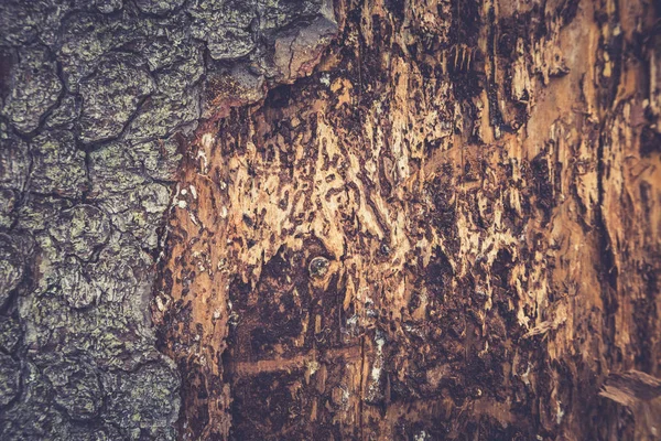 Tree bark texture. Wooden texture. Toning photo — Stock Photo, Image