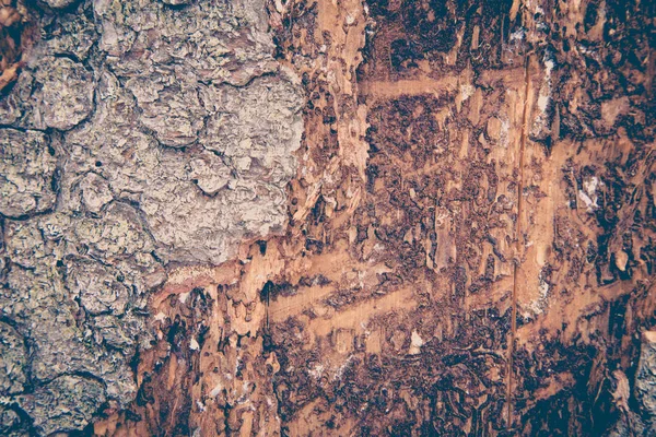 Textura de corteza de árbol. Textura de madera. Tonificación foto —  Fotos de Stock