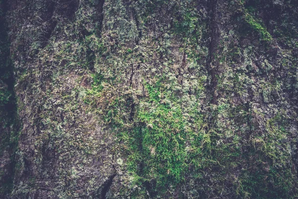Tree bark textur. Trä textur. Toning foto — Stockfoto