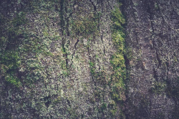 Tree bark textur. Trä textur. Toning foto — Stockfoto