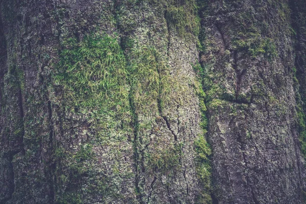 Het patroon van de schors van bomen. Houten patroon. Verstevigende foto — Stockfoto