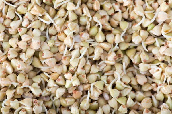 Fresh Green Buckwheat Sprouts in the spoon Closeup. Raw Healthy Vegan Organic Diet. — Stock Photo, Image