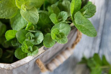 Taze nane ot bırakır. seçici odak, kopya alanı