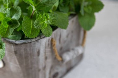Taze nane ot bırakır. seçici odak, kopya alanı