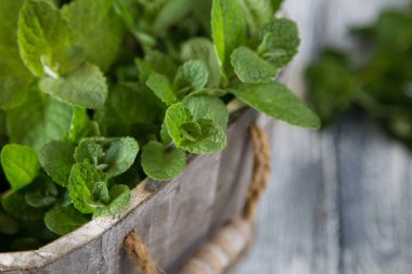 Taze nane ot bırakır. seçici odak, kopya alanı