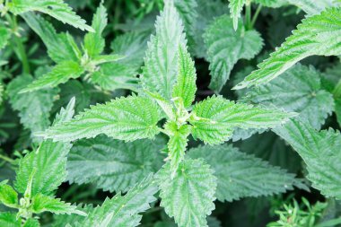 Bahçede ısırgan otu var. Urtica dioica