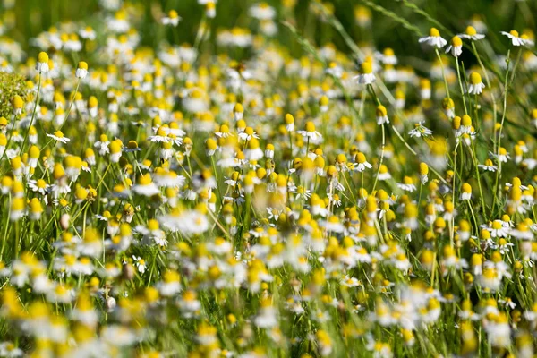 Güneş patlaması güzel çiçek tıbbi chamomiles. 