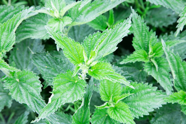 Stinging nettle in the garden. Urtica dioica