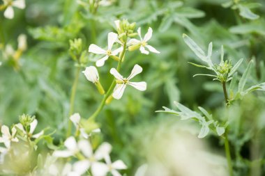Roka çiçek. Eruca lativa bitki. Rucola çiçeği. Tarım arazileri aru
