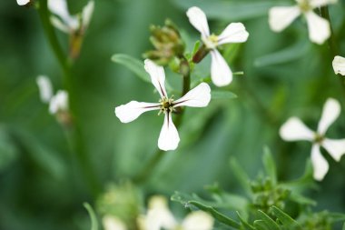 Roka çiçek. Eruca lativa bitki. Rucola çiçeği. Tarım arazileri aru