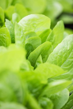 Taze marul yaprakları, yakın çekim. Sağlıklı organik gıda.