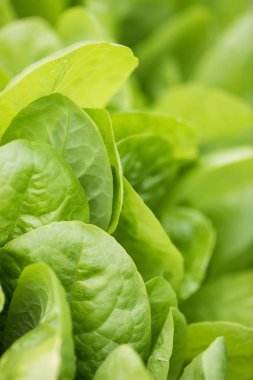 Taze marul yaprakları, yakın çekim. Sağlıklı organik gıda.