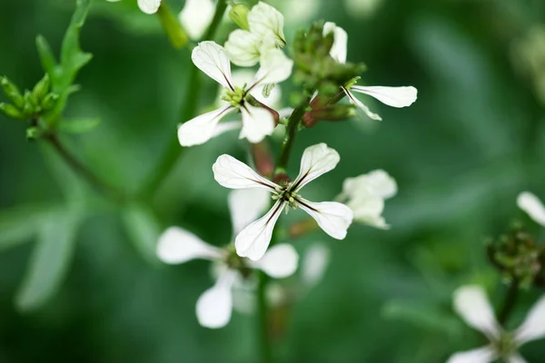 ルッコラの花。Eruca ラトビア植物。ルッコラの花。農地とある — ストック写真