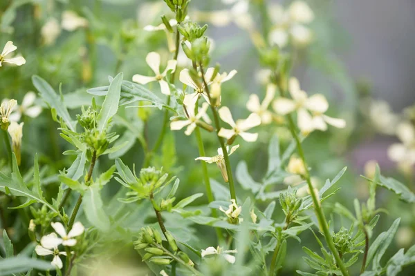 Rucola-Blüte. Eruca lativa Pflanze. Rucola-Blüte. Ackerland aru — Stockfoto