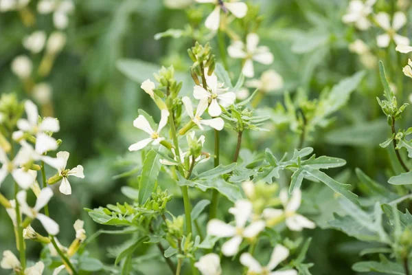 Arugula flower. Eruca lativa plant. Rucola blossom. Farmland aru — Stock Photo, Image