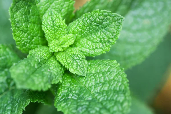 mint plant grow at vegetable garden. Mint leaves background