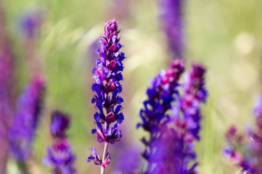 Çiçek açan kır çiçeği - çayır çiçek. Güzel görüntü arka plan alanıyla