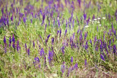 Çiçek açan kır çiçeği - çayır çiçek. Güzel görüntü arka plan alanıyla