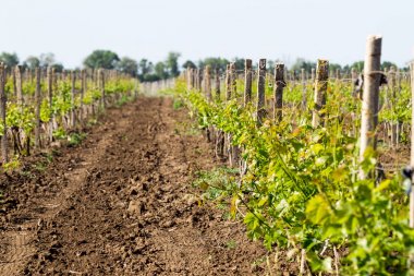 Büyüyen genç üzüm asmaları satırlarının. Ekili üzüm üzüm. 