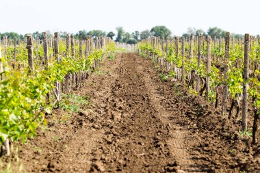 Büyüyen genç üzüm asmaları satırlarının. Ekili üzüm üzüm. 