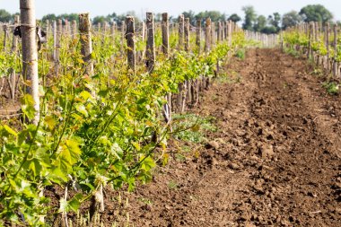 Büyüyen genç üzüm asmaları satırlarının. Ekili üzüm üzüm. 