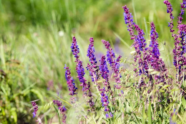 Blühende Wildblume - Wiesenblume. schönes Feld mit unscharfem Hintergrund — Stockfoto