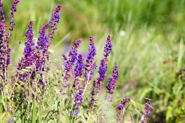 Blühende Wildblume - Wiesenblume. schönes Feld mit unscharfem Hintergrund — Stockfoto